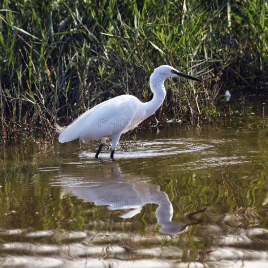 Little Egret (Egretta garzetta) in the pond, looking for food, Pont de Gau Bird Park, Camargue,