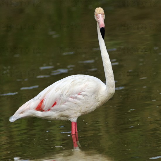 Pink flamingo (Phoenicopterus roseus), looking into the camera, Pont de Gau bird park, Camargue,