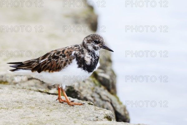 Ruddy turnstone (Arenaria interpres), Algarve, Portugal