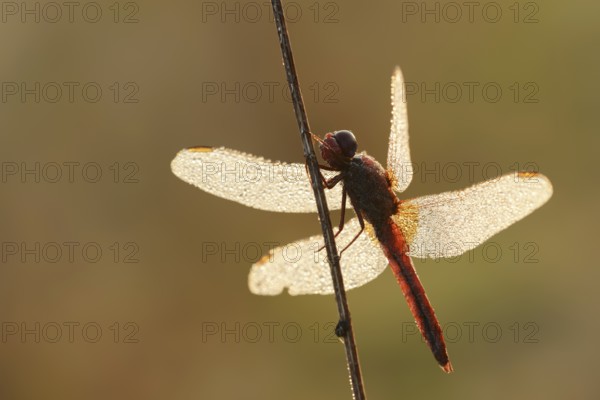 Scarlet Dragonfly (Crocothemis erythraea), male with dewdrops in backlight, North Rhine-Westphalia,