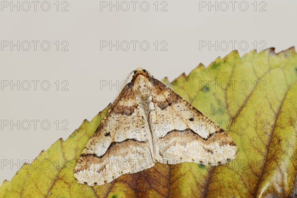 Mottled Umber (Erannis defoliaria), male, North Rhine-Westphalia, Germany