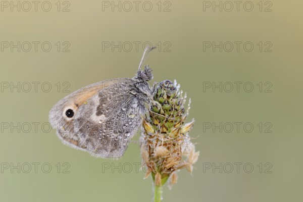 Small heath or small hay butterfly (Coenonympha pamphilus) with dewdrops, North Rhine-Westphalia,
