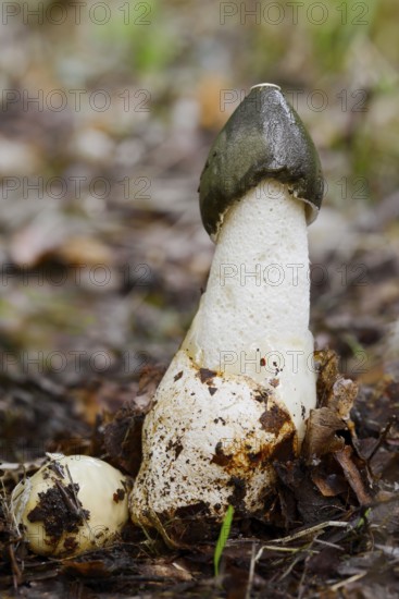 Common stinkhorn (Phallus impudicus), North Rhine-Westphalia, Germany