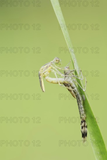 Willow Emerald Damselfly (Chalcolestes viridis) hatching, hatching, larva, dragonfly larva, North