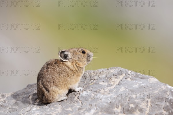 American pika (Ochotona princeps) sitting on a rock and eating blades of grass, Jasper National