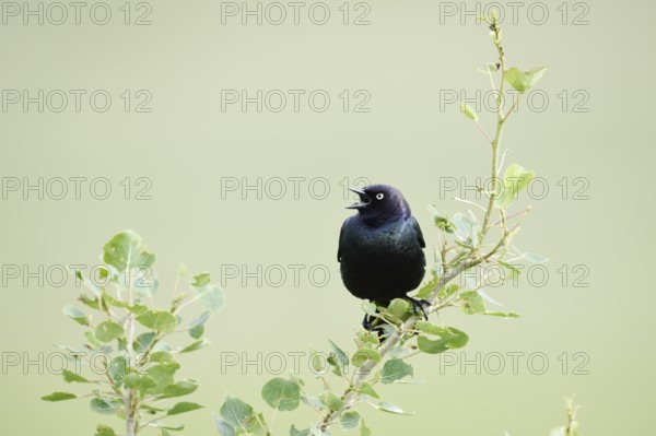 Purple Blackbird (Euphagus cyanocephalus), singing male, Waterton Lakes National Park, Alberta,