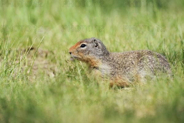 Columbia ground squirrel (Urocitellus columbianus, Spermophilus columbianus), British Columbia,