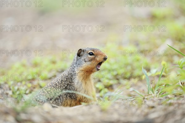 Columbia ground squirrel (Urocitellus columbianus, Spermophilus columbianus) looks out of its