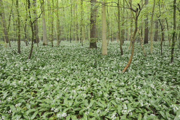 Wild garlic (Allium ursinum) in bloom in a deciduous forest, spring, North Rhine-Westphalia,