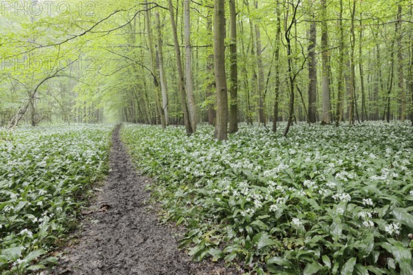 Flowering wild garlic (Allium ursinum) and path in a deciduous forest, spring, North