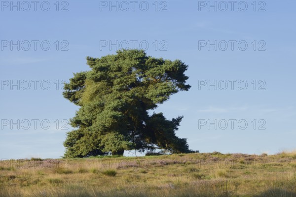 Scots pine or Scots pine (Pinus sylvestris) in heathland, Westruper Heide, North Rhine-Westphalia,