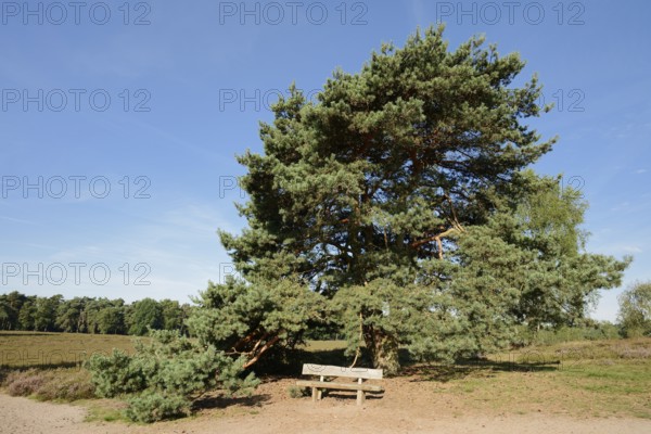 Scots pine or common pine (Pinus sylvestris) and bench in heathland, Westruper Heide, North
