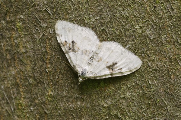 Black-banded leafhopper (Xanthorhoe montanata), North Rhine-Westphalia, Germany