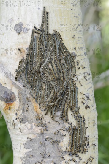 Ringlet moth (Malacosoma disstria), caterpillars on a tree trunk, Waterton Lakes National Park,