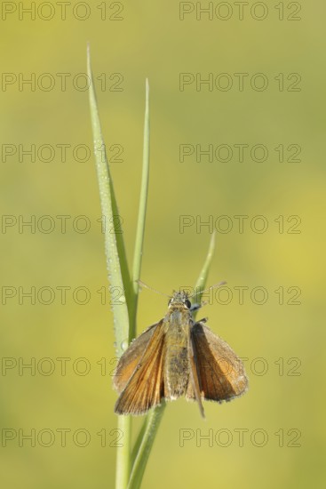 Small Skipper or Small Skipper (Thymelicus sylvestris), North Rhine-Westphalia, Germany