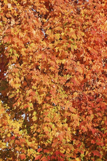 American sweetgum or starfish tree (Liquidambar styraciflua) in autumn, North Rhine-Westphalia,