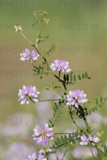 Colourful crown vetch (Securigera varia, Coronilla varia), flowering, North Rhine-Westphalia,