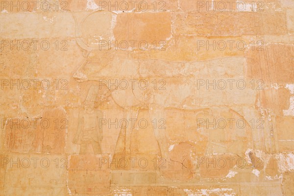 Relief of the Hathor Cow, Temple of Hatshepsut, Mortuary Temple of Hatshepsut, Deir el-Bahari,