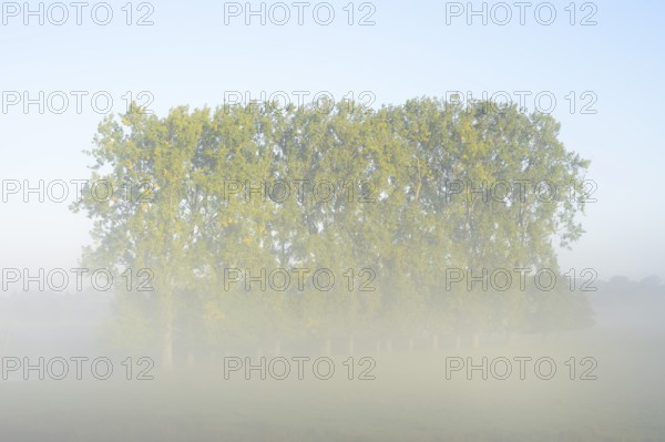 Bastard black poplars or Canada poplars (Populus x canadensis, Populus x euramericana) in the