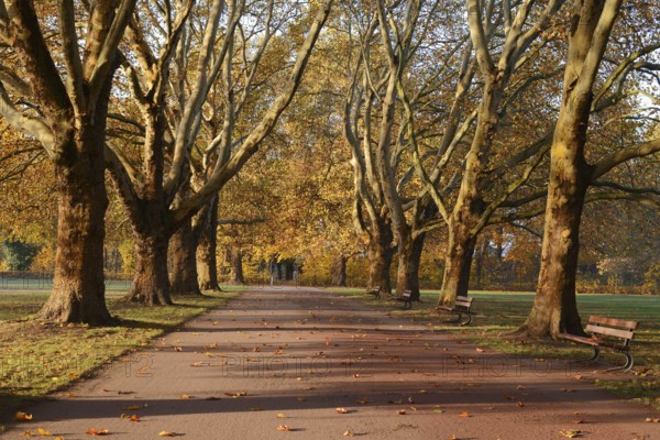 Path and common plane tree or Platanus × acerifolia (Platanus x hispanica, Platanus × acerifolia,
