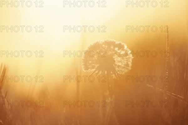 Common dandelion (Taraxacum officinale), fruit stand backlit at sunrise, North Rhine-Westphalia,