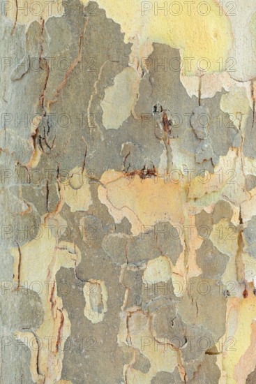 Platanus × acerifolia or common plane tree (Platanus ×hispanica, Platanus × acerifolia), tree bark,