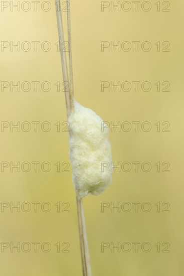 Braconid wasp (Braconidae), cocoon, North Rhine-Westphalia, Germany