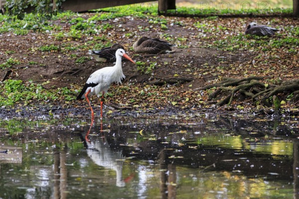 White stork (Ciconia ciconia) standing in a pond, foraging, Ströhen Zoo, Wagenfeld, Diepholz, Lower