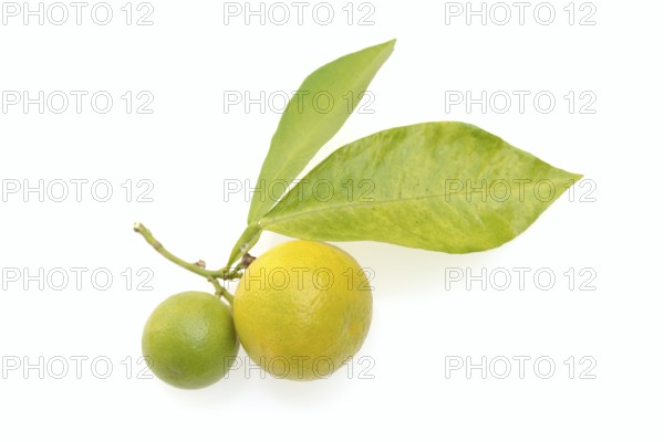 Bitter orange or bitter orange (Citrus × aurantium), fruit and leaves against a white background
