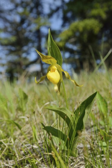 Lady's slipper (Cypripedium parviflorum var. pubescens), flower, Jasper National Park, Alberta,