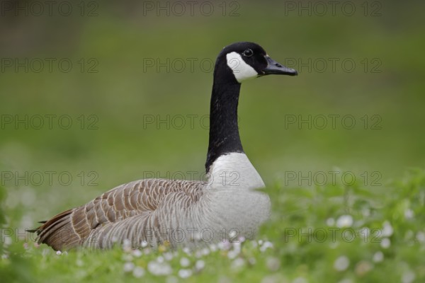 Canada goose (Branta canadensis) sitting in a meadow, North Rhine-Westphalia, Germany