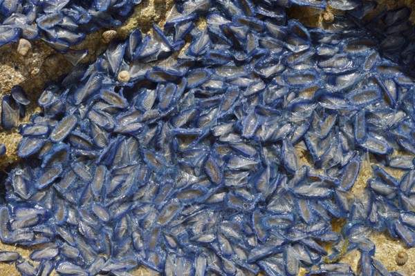 Sail jellyfish (Velella velella, Velella lata) on a stone in a tidal pool, Majorca, Balearic