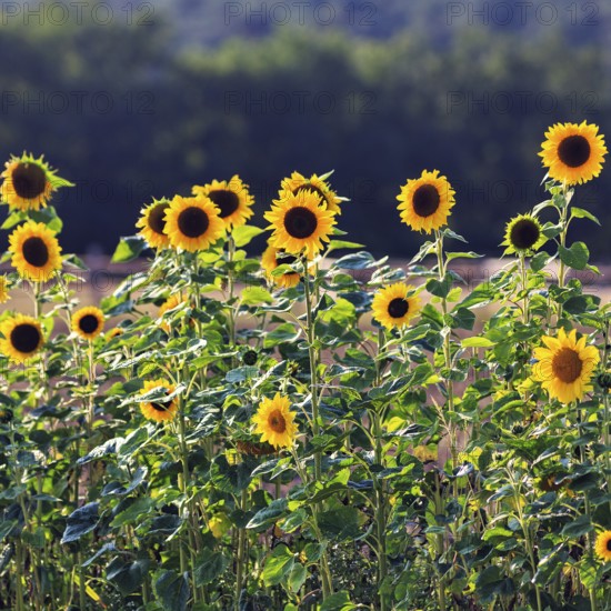 Common sunflowers (Helianthus annuus) in a field for self-pickers, Marienmünster, Teutoburg Forest