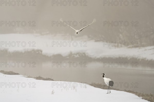 Manchurian crane (Grus japonensis), in flight, winter, snow, river, Tsurui, Akan district,