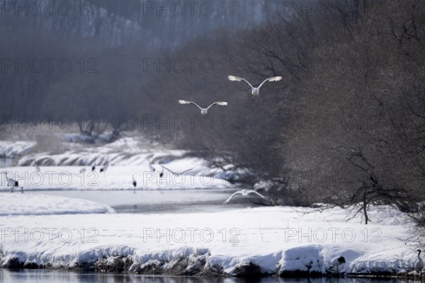 Manchurian cranes (Grus japonensis), in flight, winter, snow, river, Tsurui, Akan district,