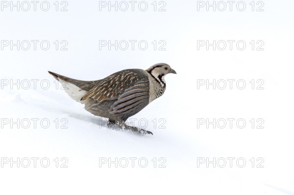Himalayan King Chicken (Tetraogallus himalayensis), Himalayas, Spitital, Kaza, Himachal Pradesh,