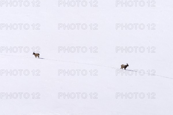 Siberian ibex (Capra sibirica), in the snow, running apart, Himalayas, Spitital, Kaza, Himachal