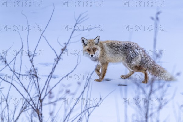 Tibetan red fox (Vulpes vulpes montana), in the snow, Himalayas, Spitital, Kaza, Himachal Pradesh,