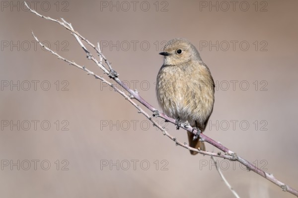 Giant Redstart (Phoenicurus erythrogastrus), female, Himalayas, Spitital, Kaza, Himachal Pradesh,