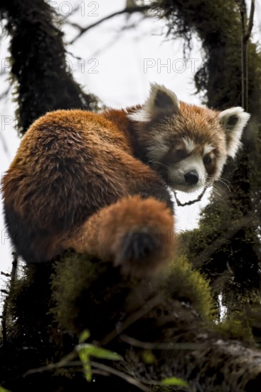 Western Red panda (Ailurus fulgens), Singalila National Park, Gairibas, Jamuna, Koshi Province,