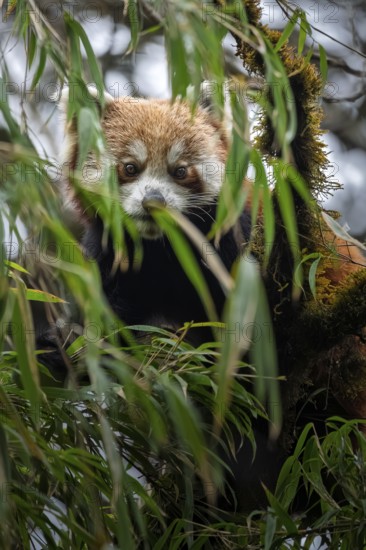 Western Red panda (Ailurus fulgens), feeding on bamboo, Singalila National Park, Gairibas, Jamuna,