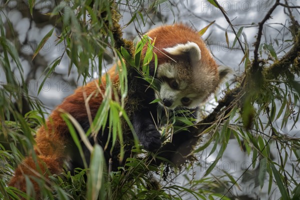 Western Red panda (Ailurus fulgens), feeding on bamboo, Singalila National Park, Gairibas, Jamuna,