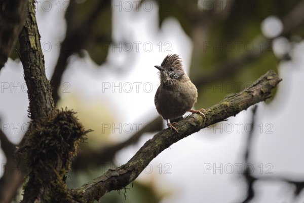 Nepali Tit Jay (Actinodura nipalensis), Singalila National Park, Singalila Forest, Darjeeling, West