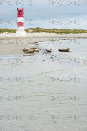 Several harbour seals (Phoca vitulina), seals, group, resting at low tide at the edge of the water,
