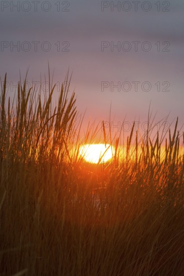 Intense red sunlight shimmers through tall grasses and creates a warm atmosphere, European Marram