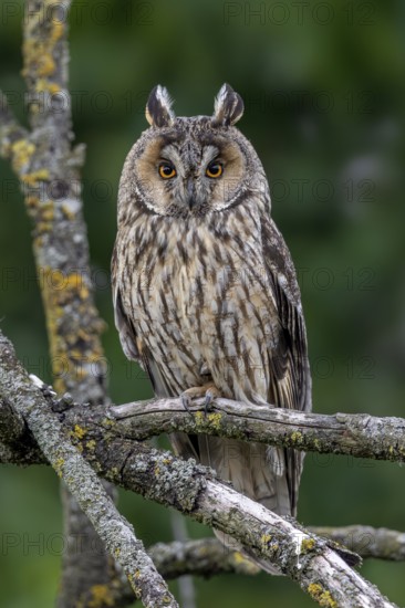 Long-eared owl (Asio otus) adult perched in tree in forest in summer