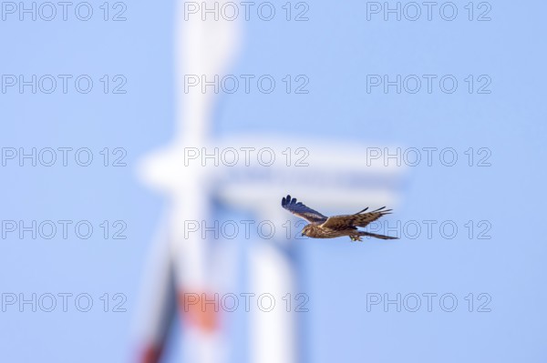 Montagu's harrier (Circus pygargus) migrating female flying past turning blades of windmill, wind
