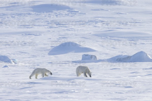Female polar bear (Ursus maritimus) foraging with one cub on snow plain along the Svalbard coast in