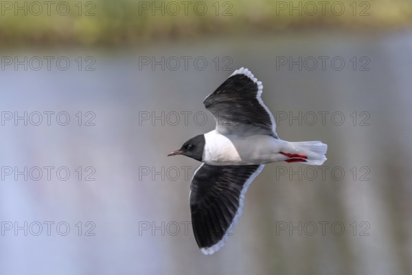 Little gull (Hydrocoloeus minutus, Larus minutus) adult in breeding plumage, summer plumage flying