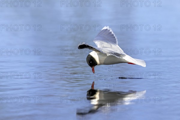 Hunting little gull (Hydrocoloeus minutus, Larus minutus) adult in summer plumage in flight